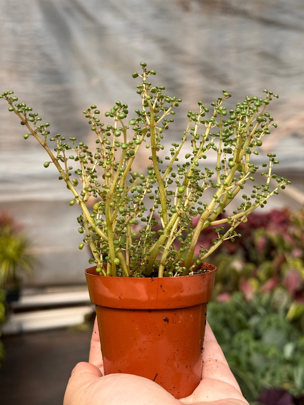 Pilea 'Globosa’ in 2" Pot