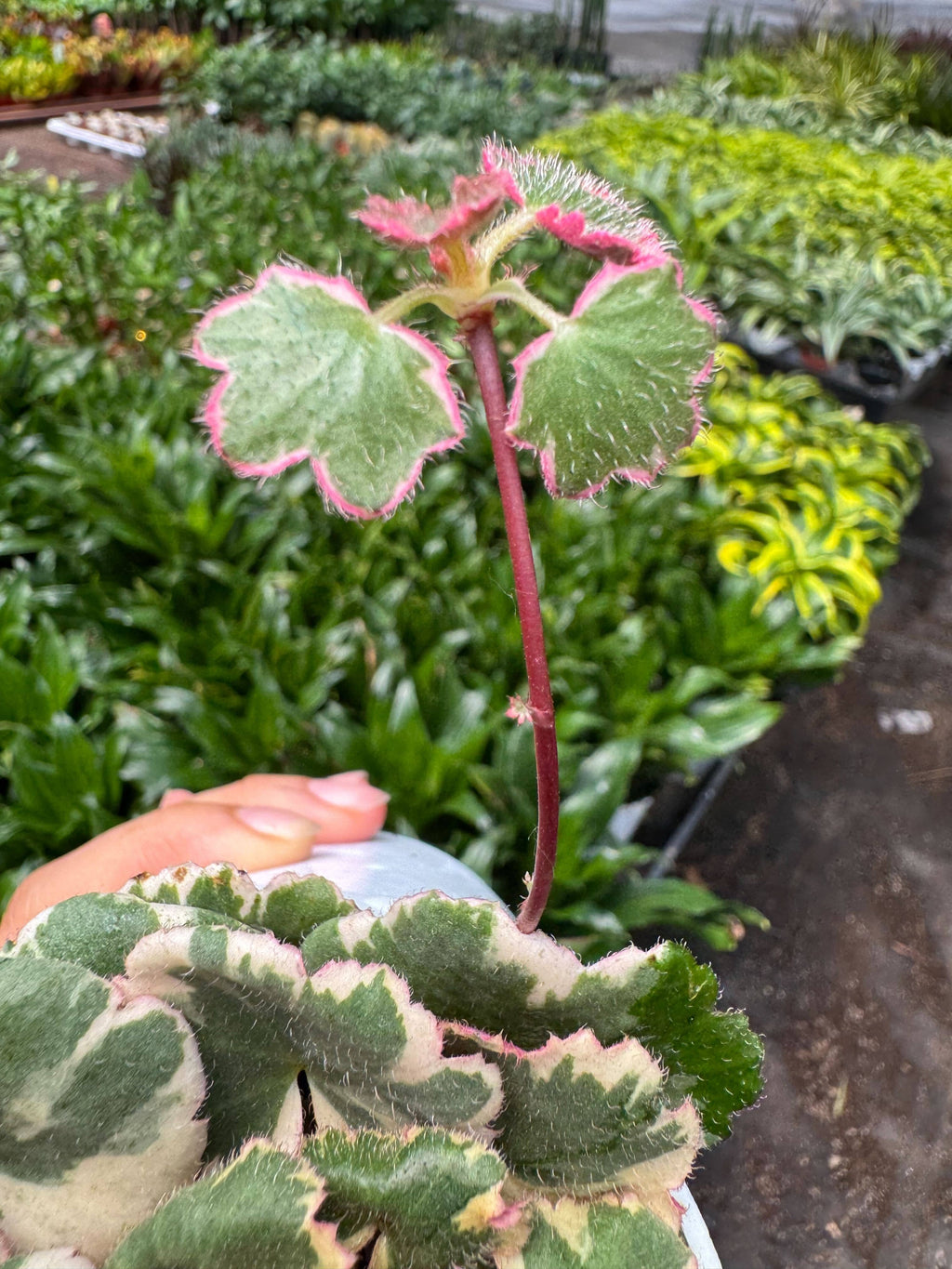 Saxifraga Tricolor in 4" Pot