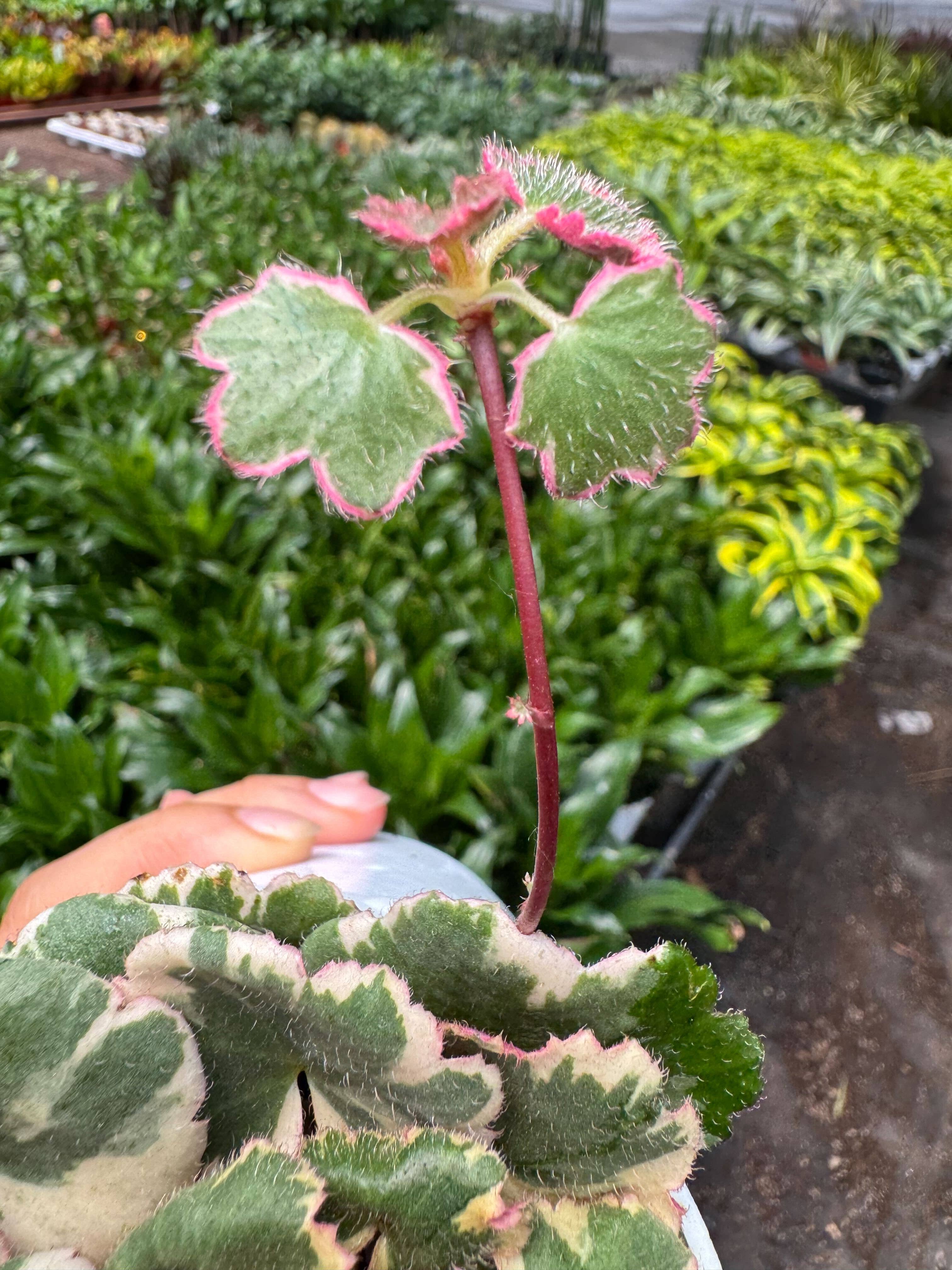 Saxifraga Tricolor in 4" Pot