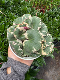 Saxifraga Tricolor in 4" Pot