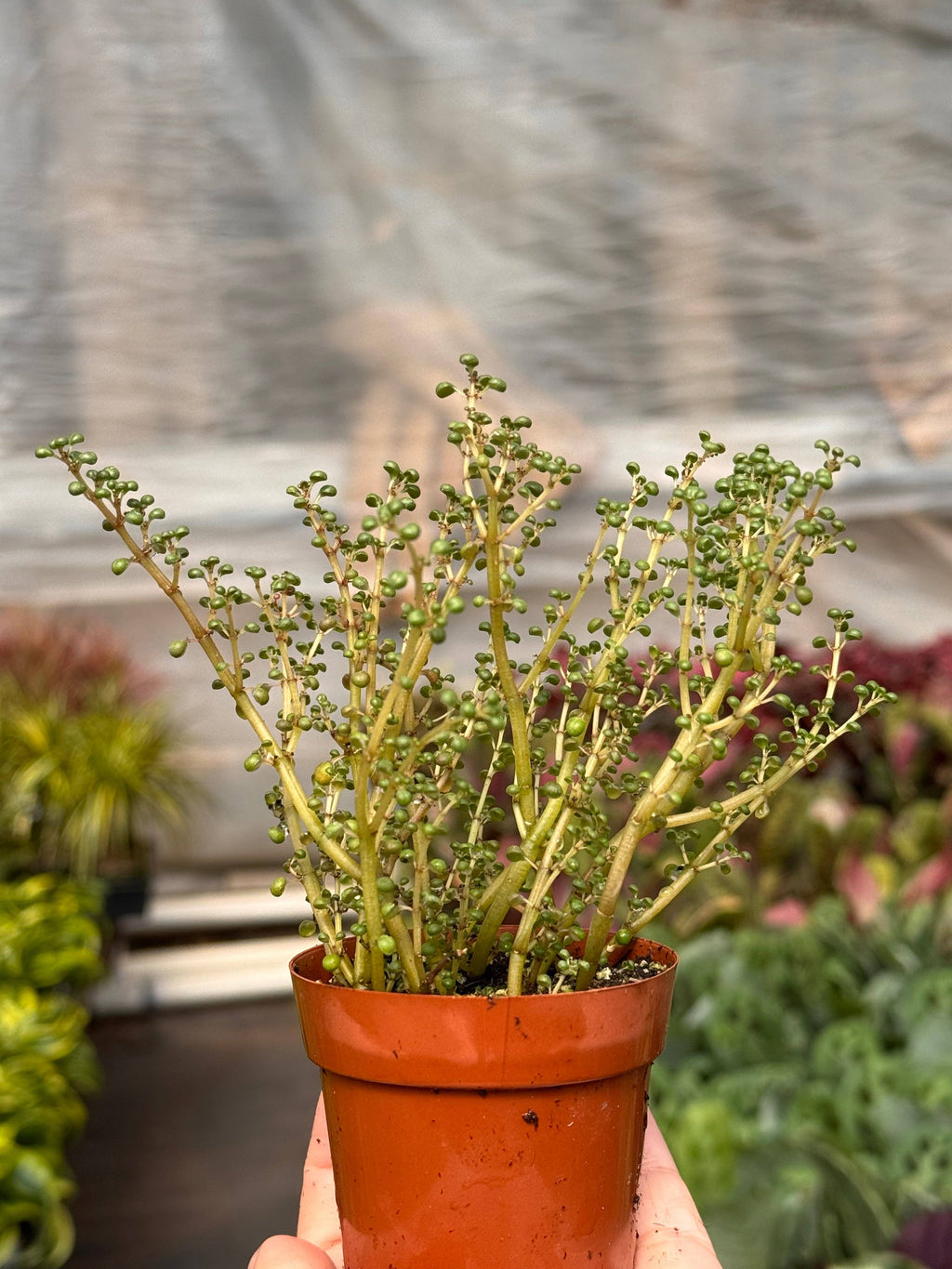 Pilea 'Globosa’ in 2" Pot