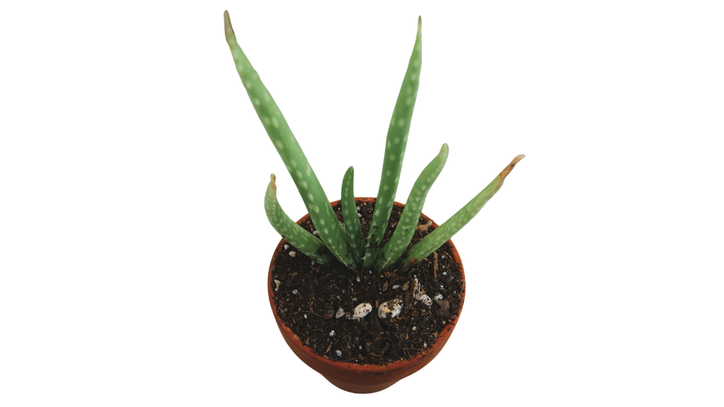 Aloe Vera in Terra Cotta Pot