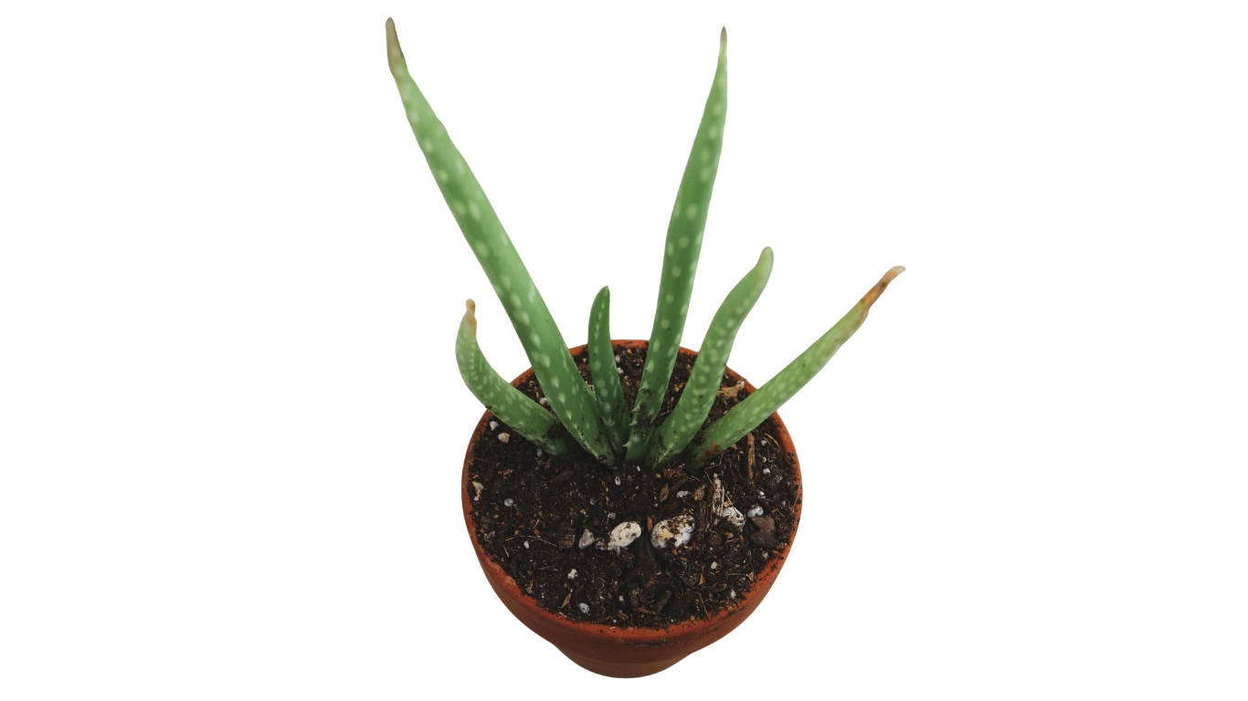Aloe Vera in Terra Cotta Pot
