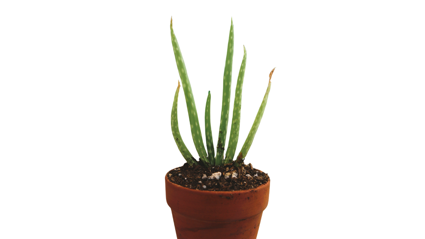 Aloe Vera in Terra Cotta Pot