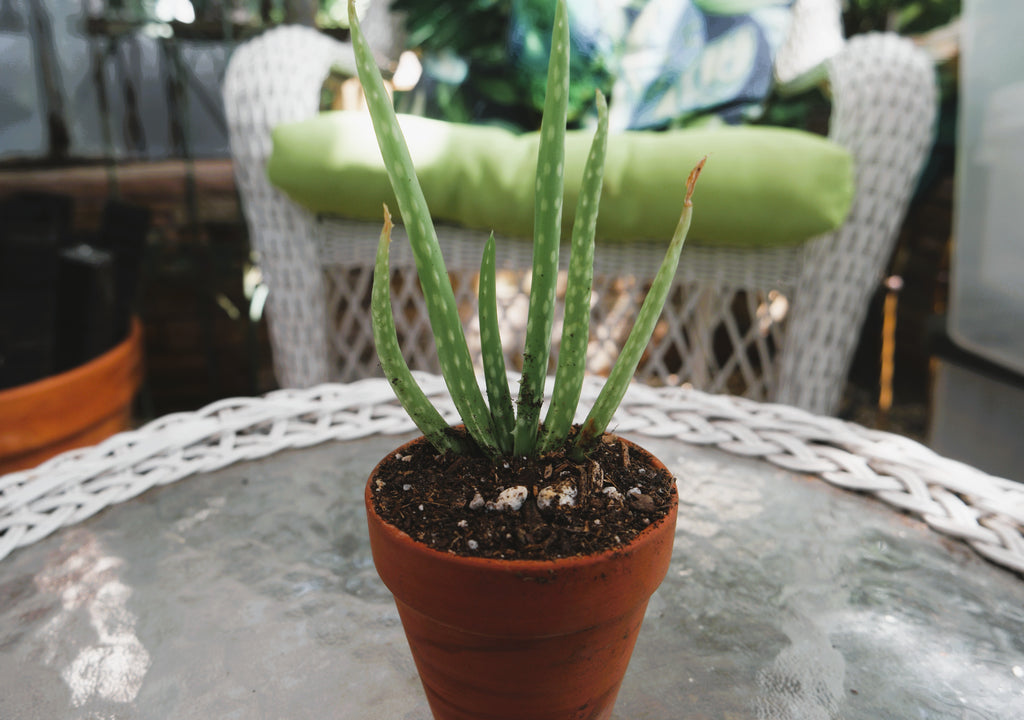 Aloe Vera in Terra Cotta Pot