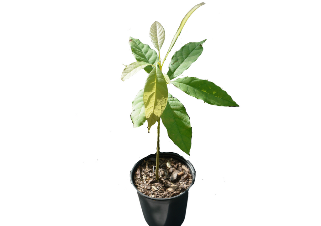 Avocado Tree
