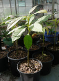 Avocado Tree