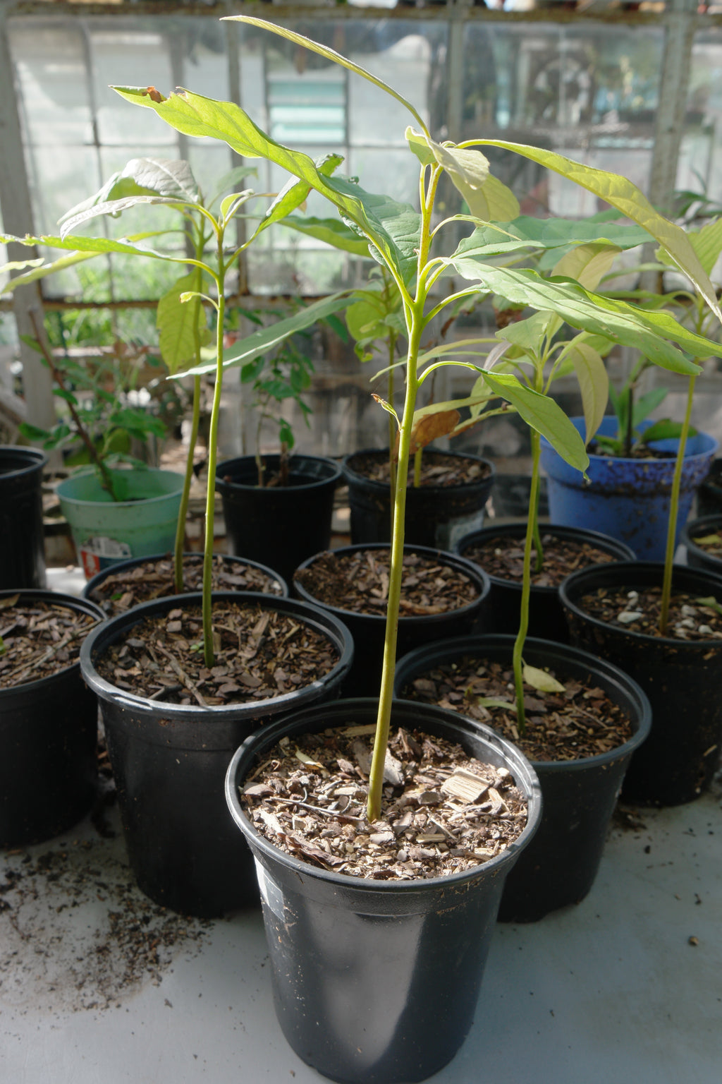 Avocado Tree