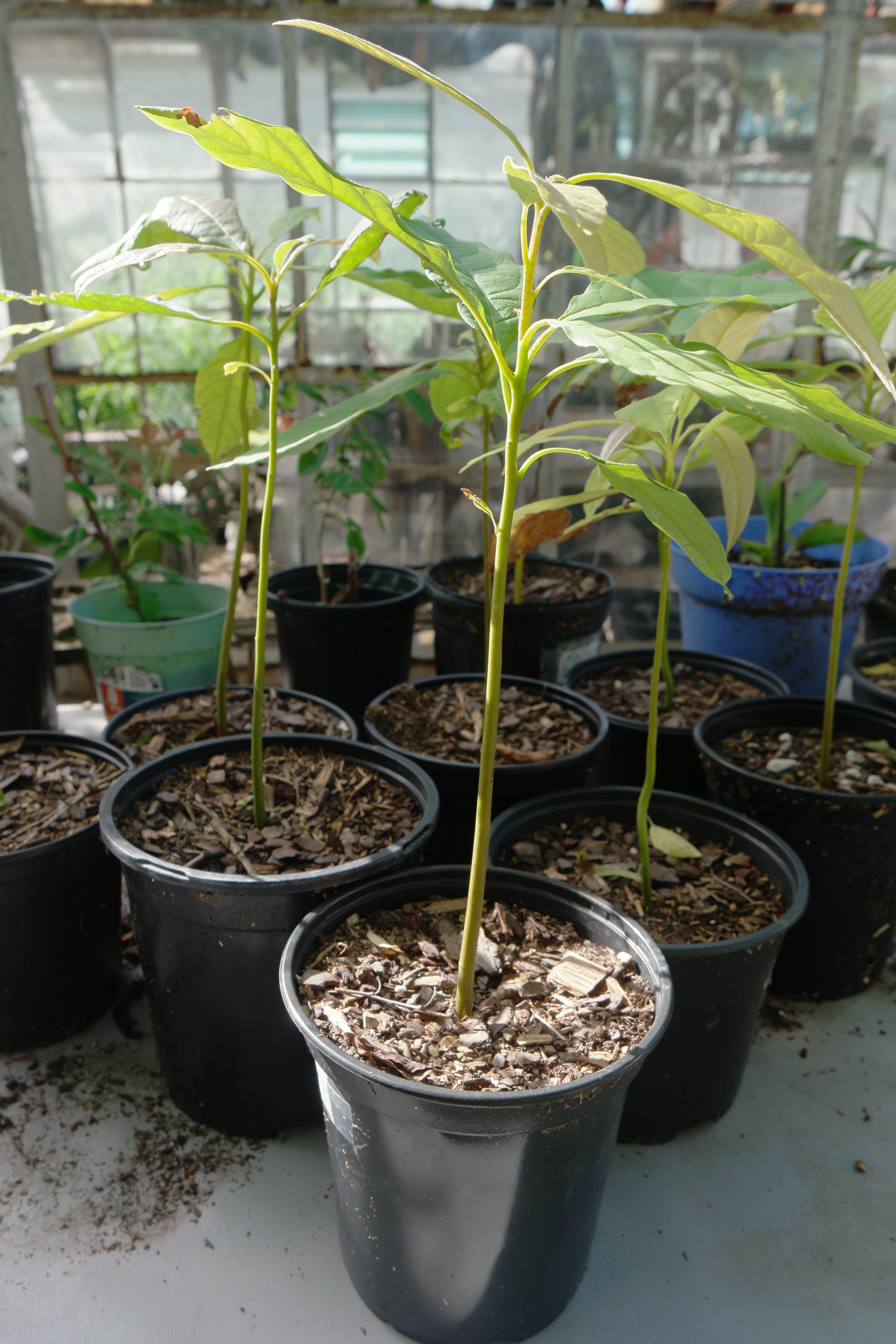 Avocado Tree