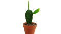 4" Prickly Pear Cactus