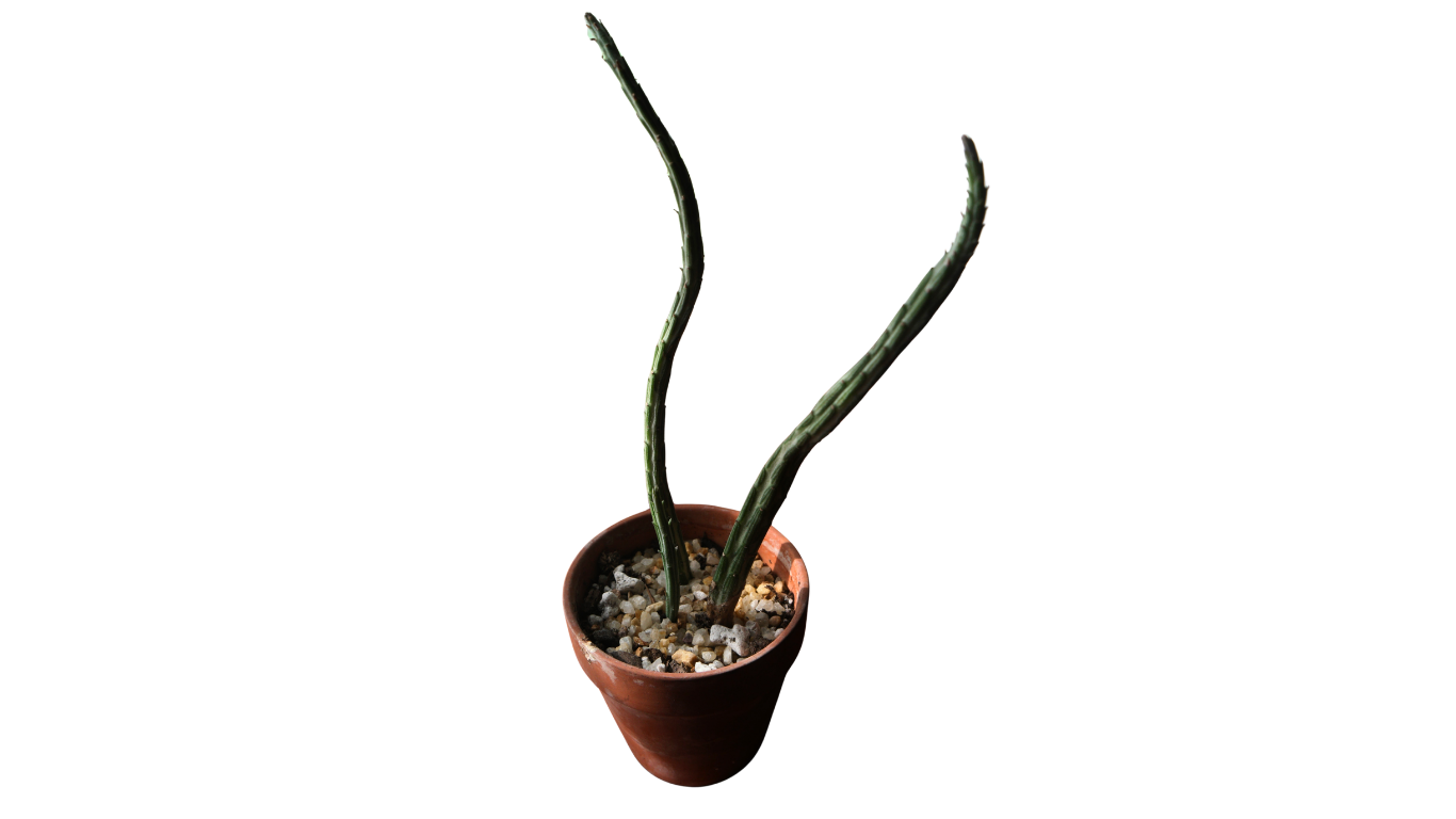Pickle Plant Succulent