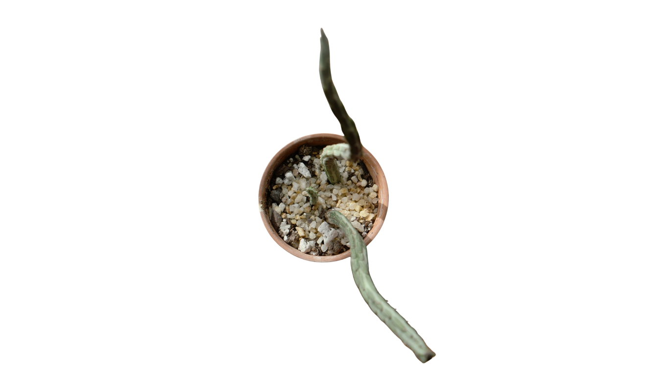 Pickle Plant Succulent