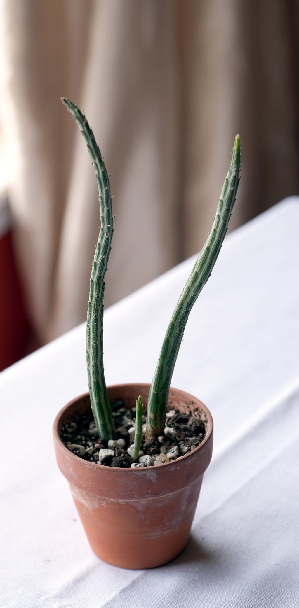 Pickle Plant Succulent