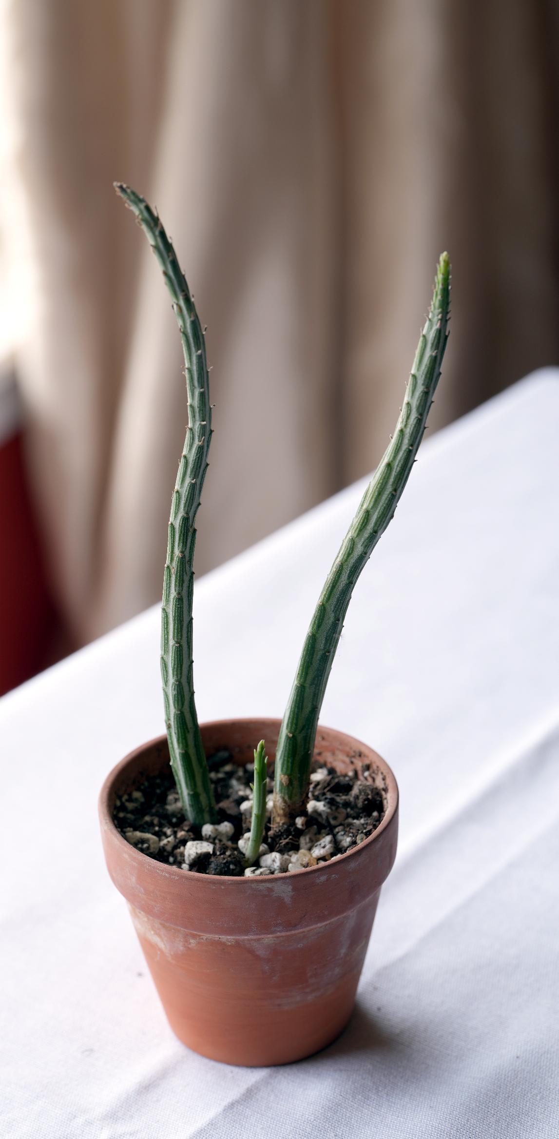 Pickle Plant Succulent