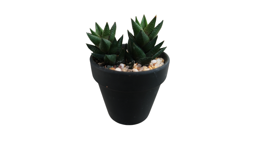 3" Haworthia Resendeana in Black Pot