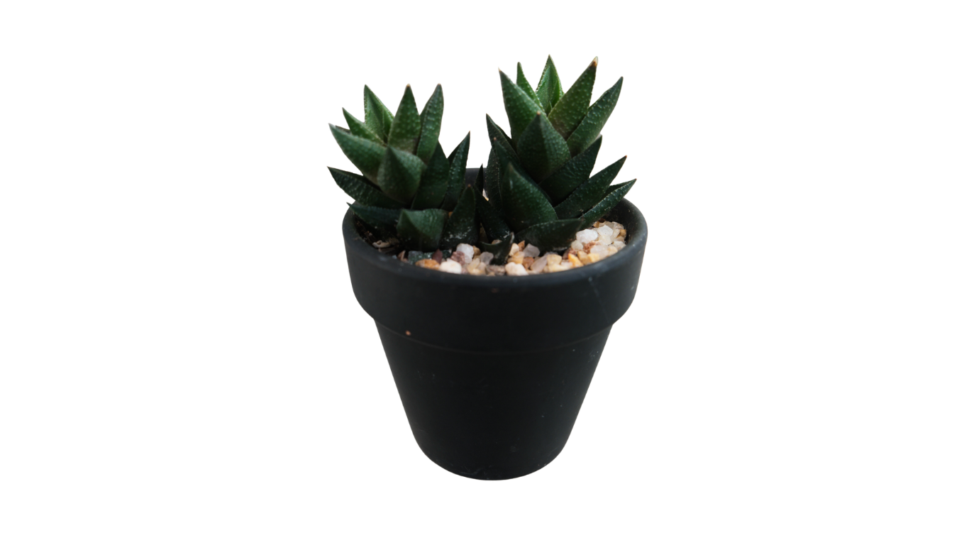 3" Haworthia Resendeana in Black Pot