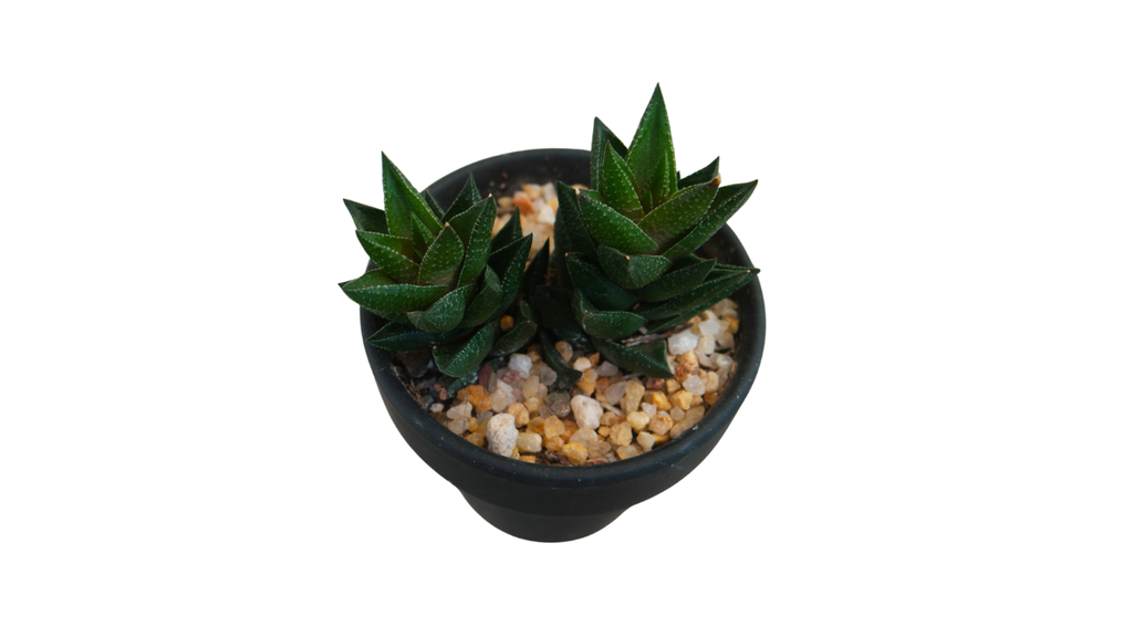 3" Haworthia Resendeana in Black Pot