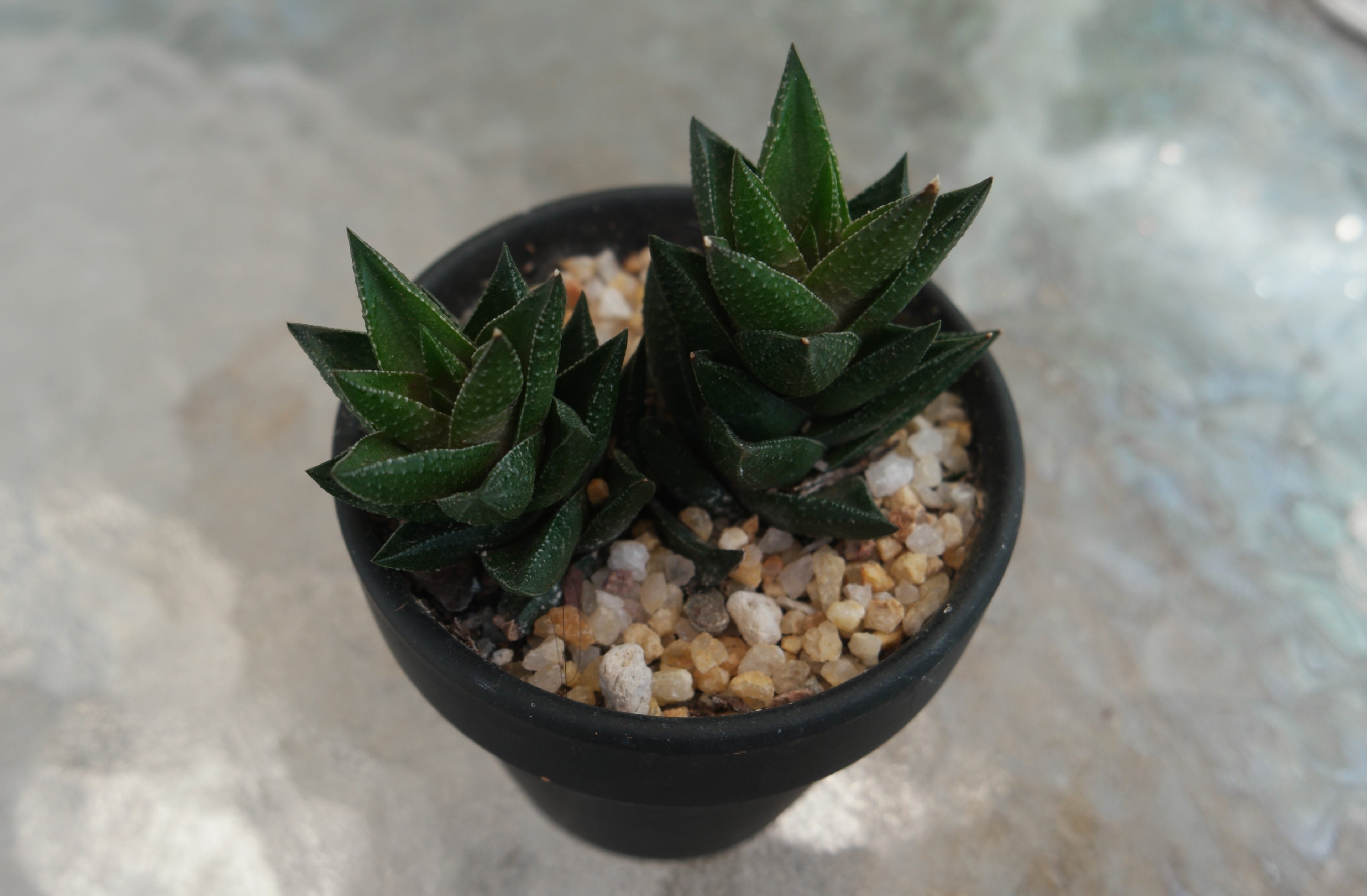 3" Haworthia Resendeana in Black Pot