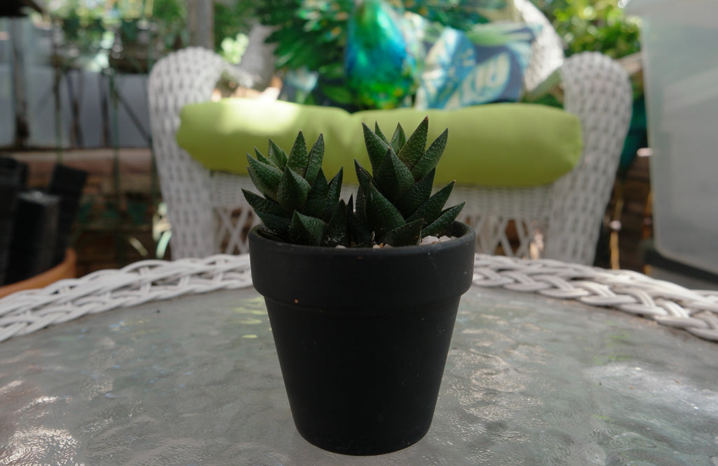 3" Haworthia Resendeana in Black Pot