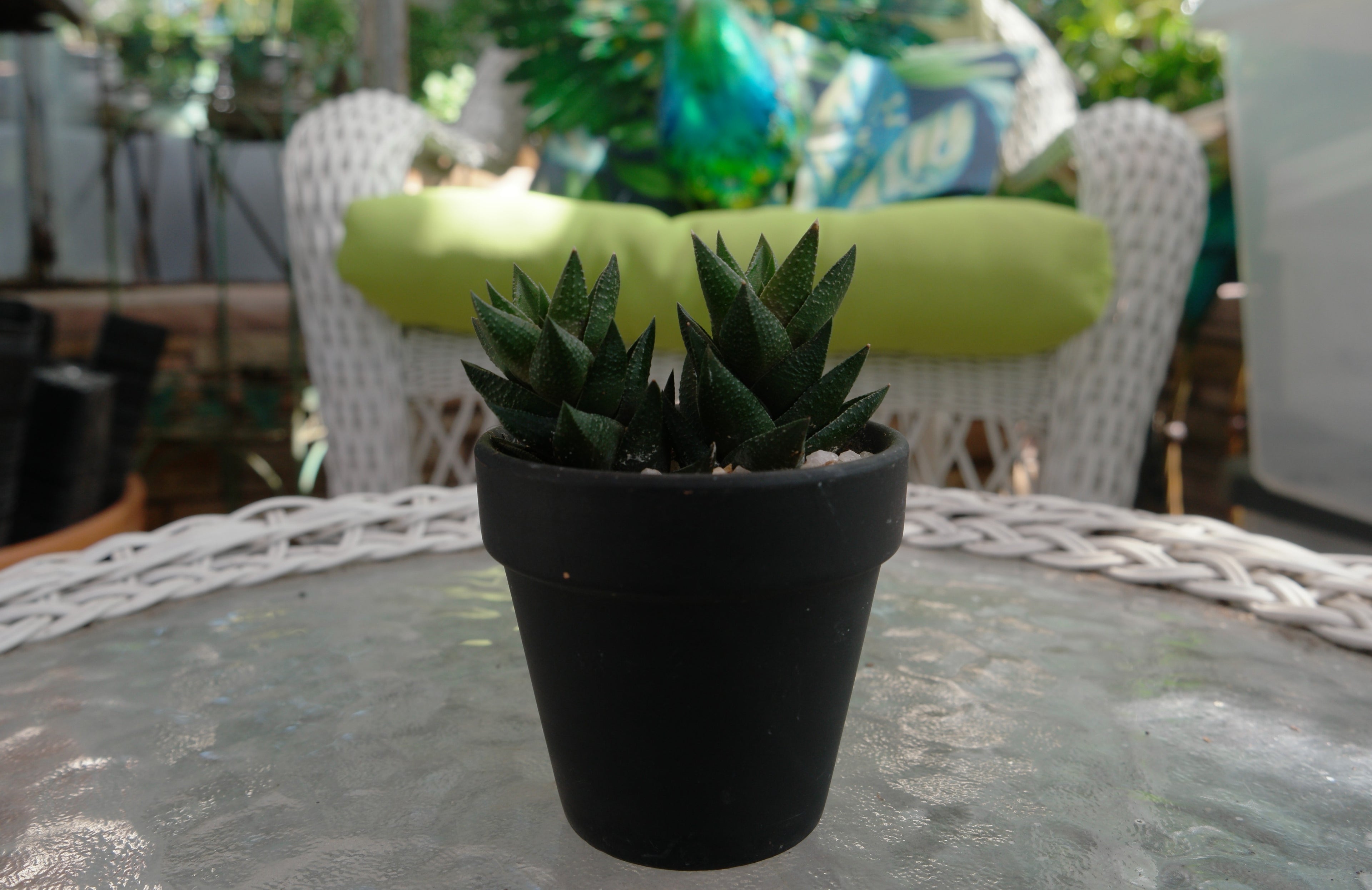 3" Haworthia Resendeana in Black Pot