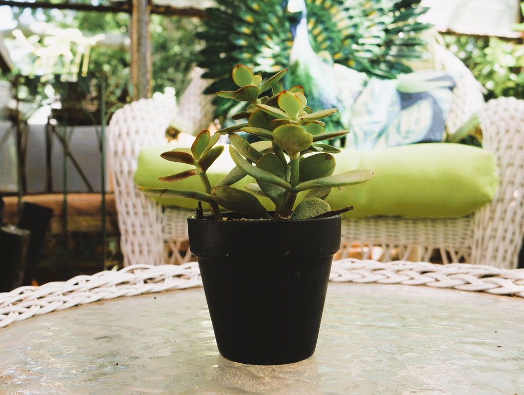 Jade in Black Pot
