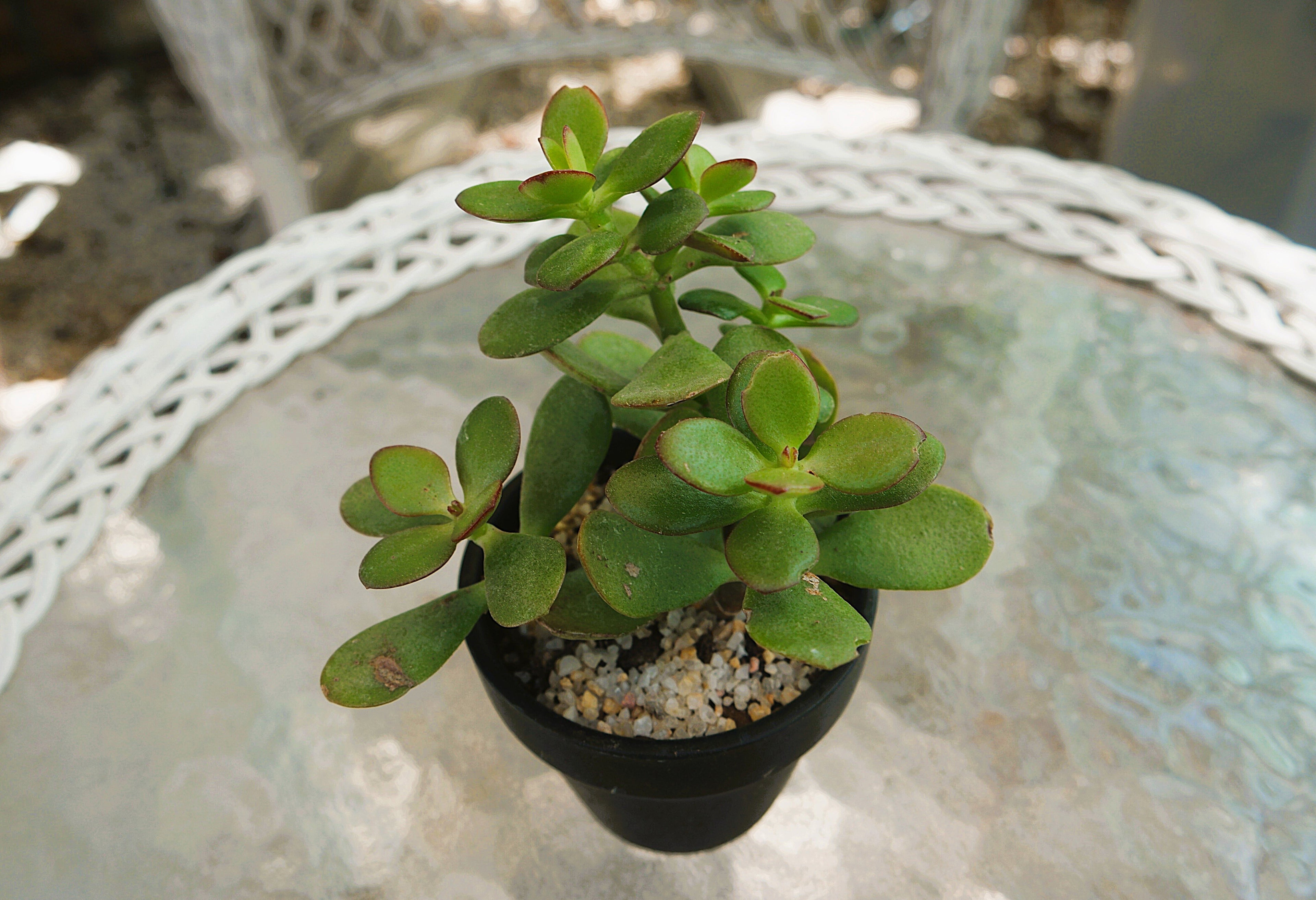Jade in Black Pot