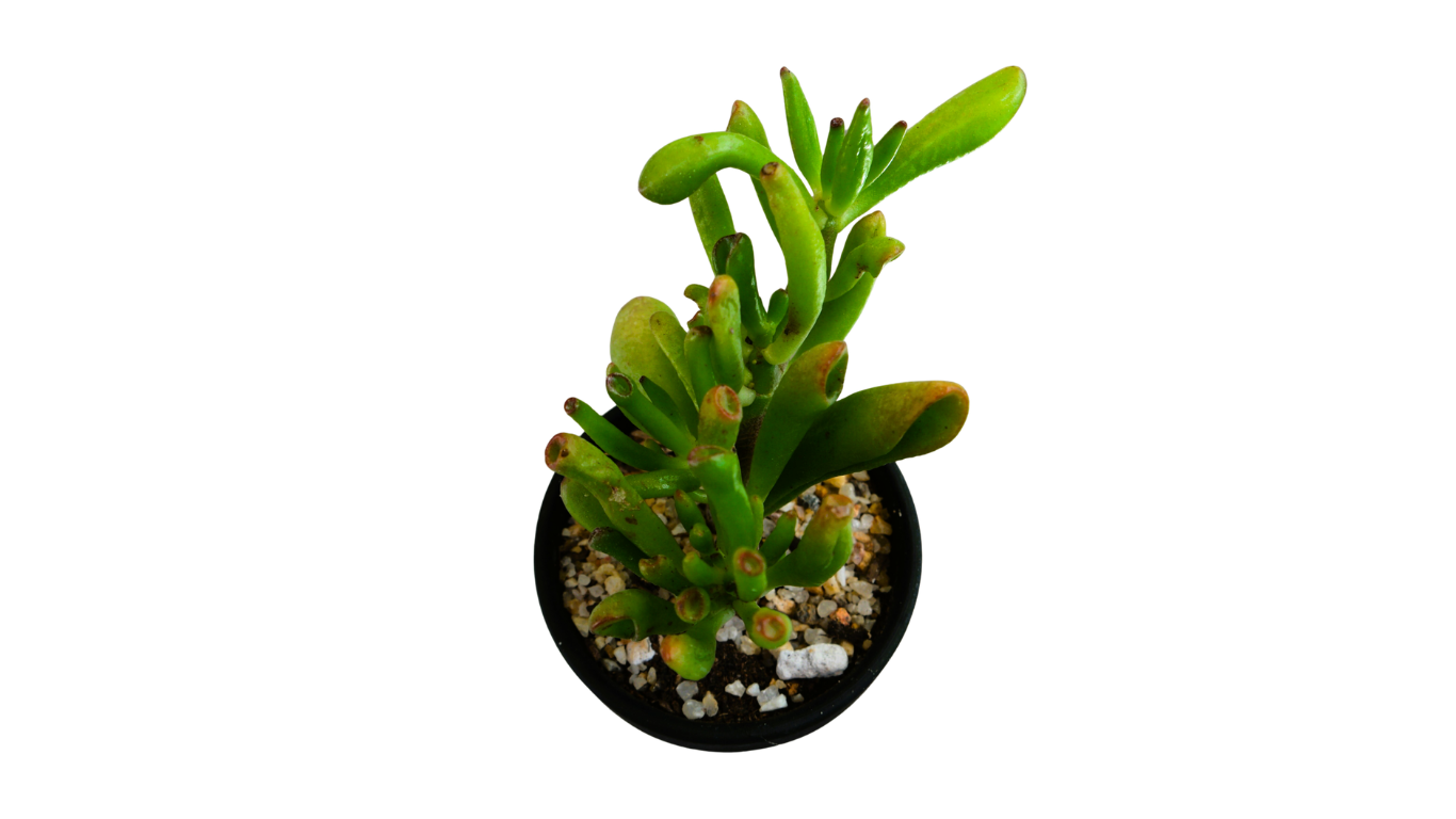 Jade Ogre Ears in Black Pot