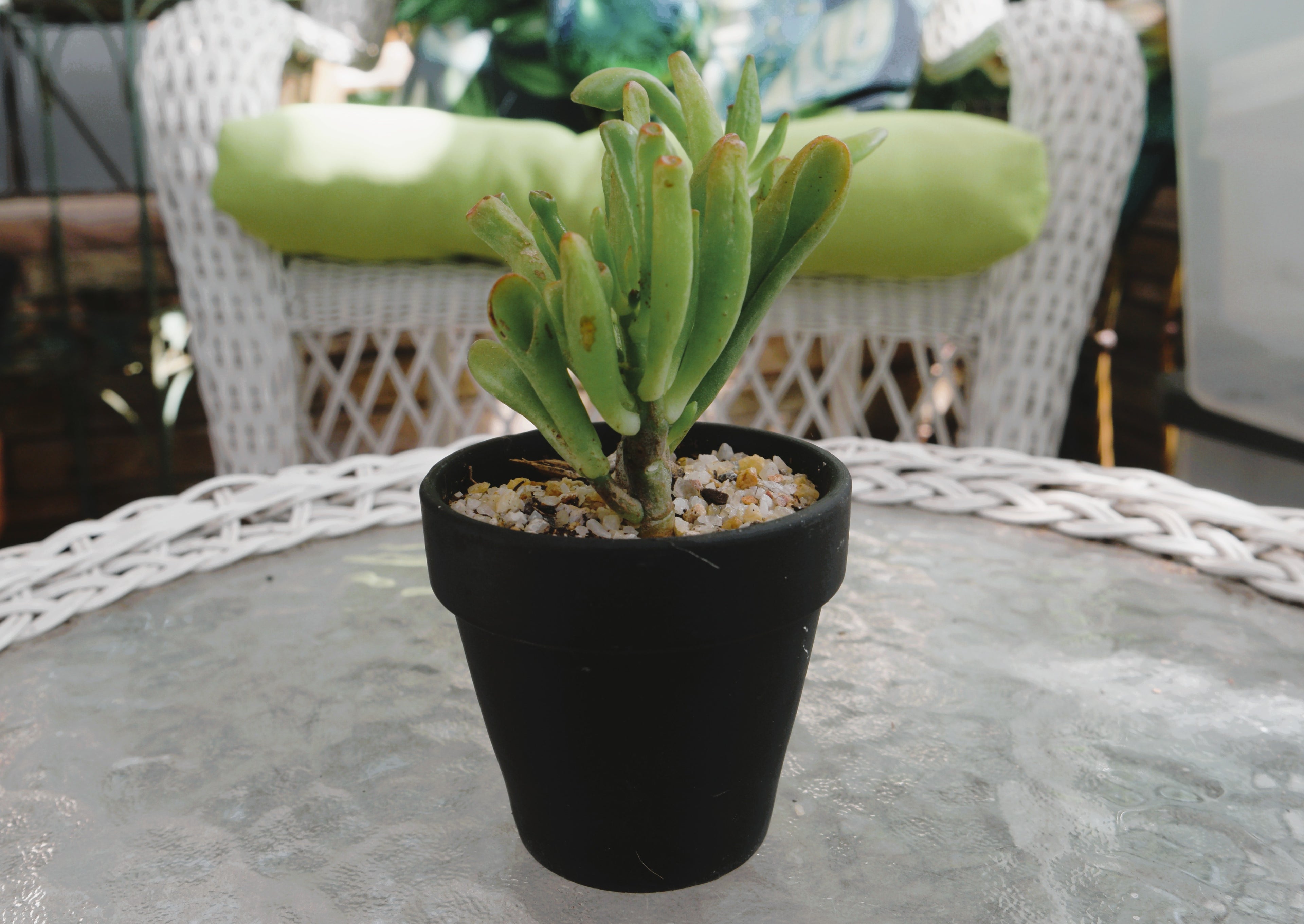 Jade Ogre Ears in Black Pot