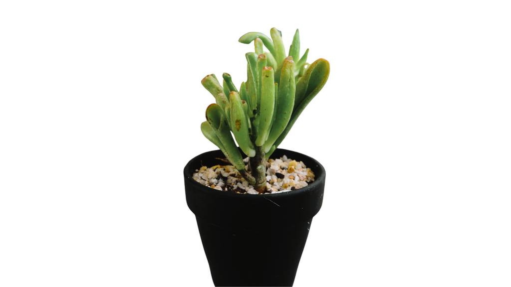 Jade Ogre Ears in Black Pot