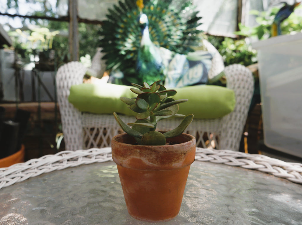 Jade in Terra Cotta Pot