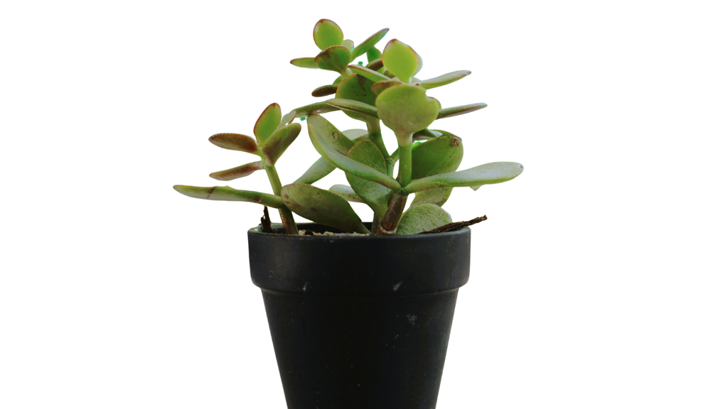Jade in Black Pot