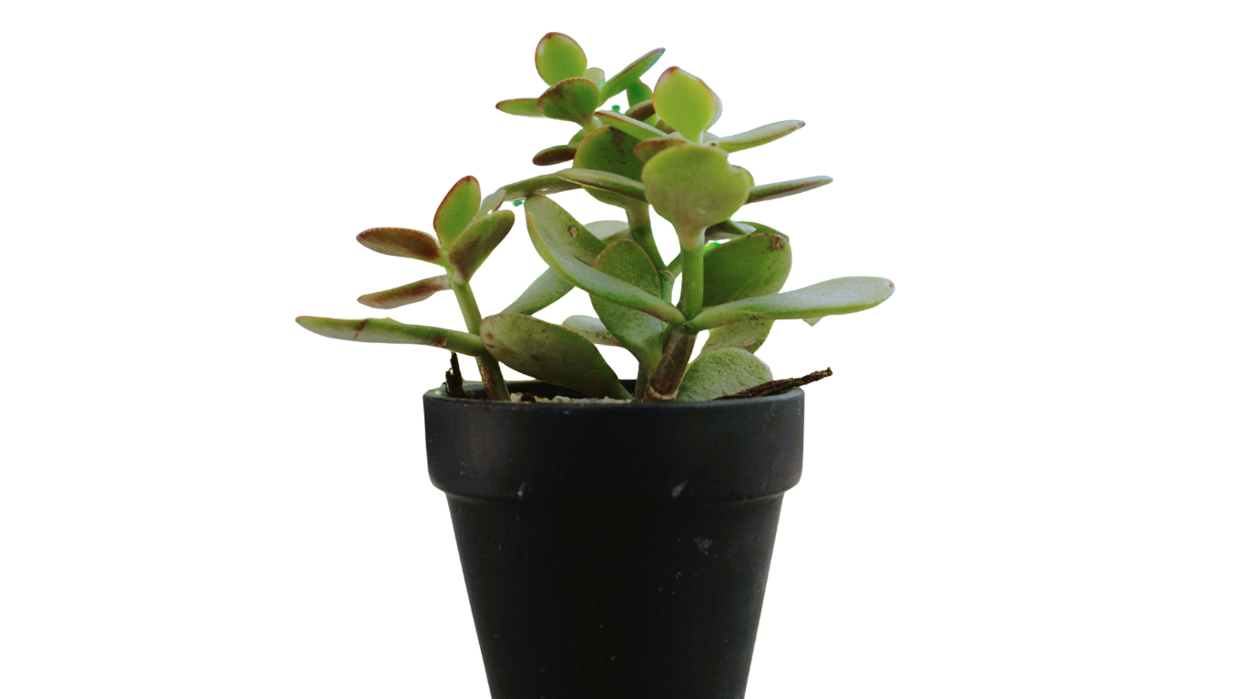 Jade in Black Pot