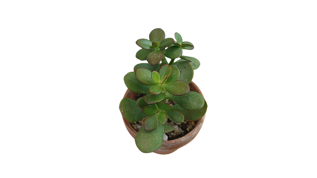 Jade in Terra Cotta Pot
