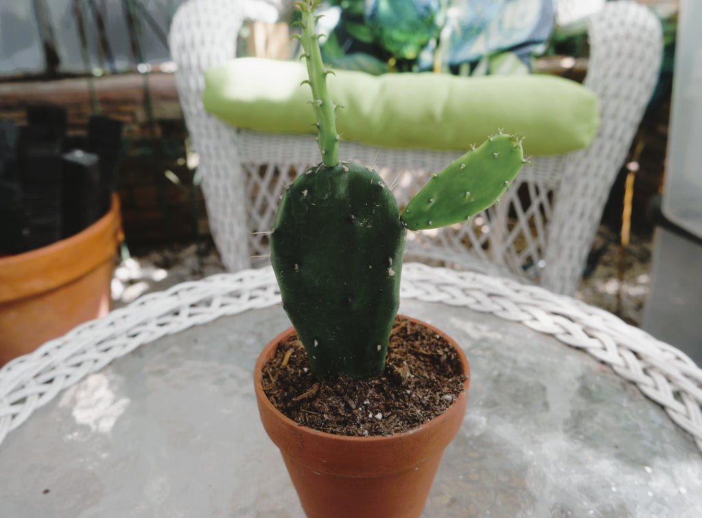 4" Prickly Pear Cactus