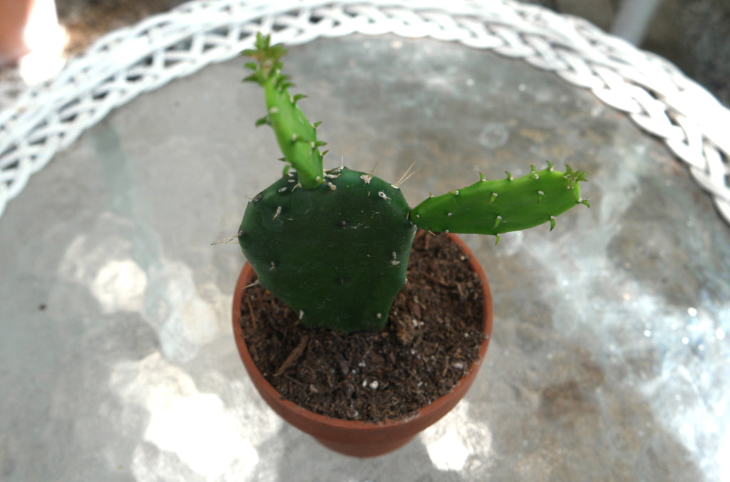 4" Prickly Pear Cactus