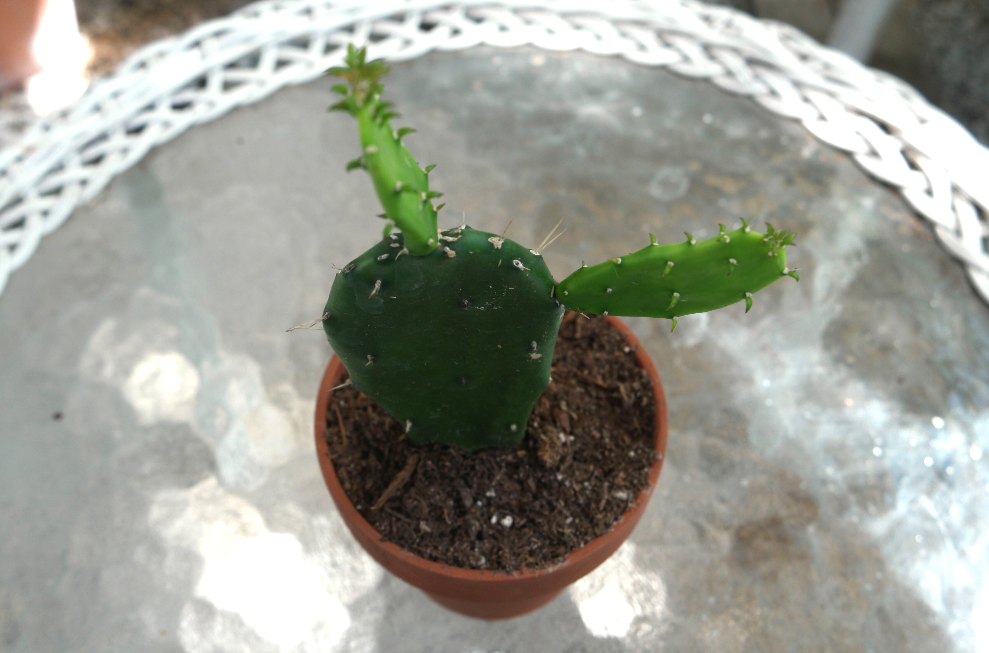 4" Prickly Pear Cactus