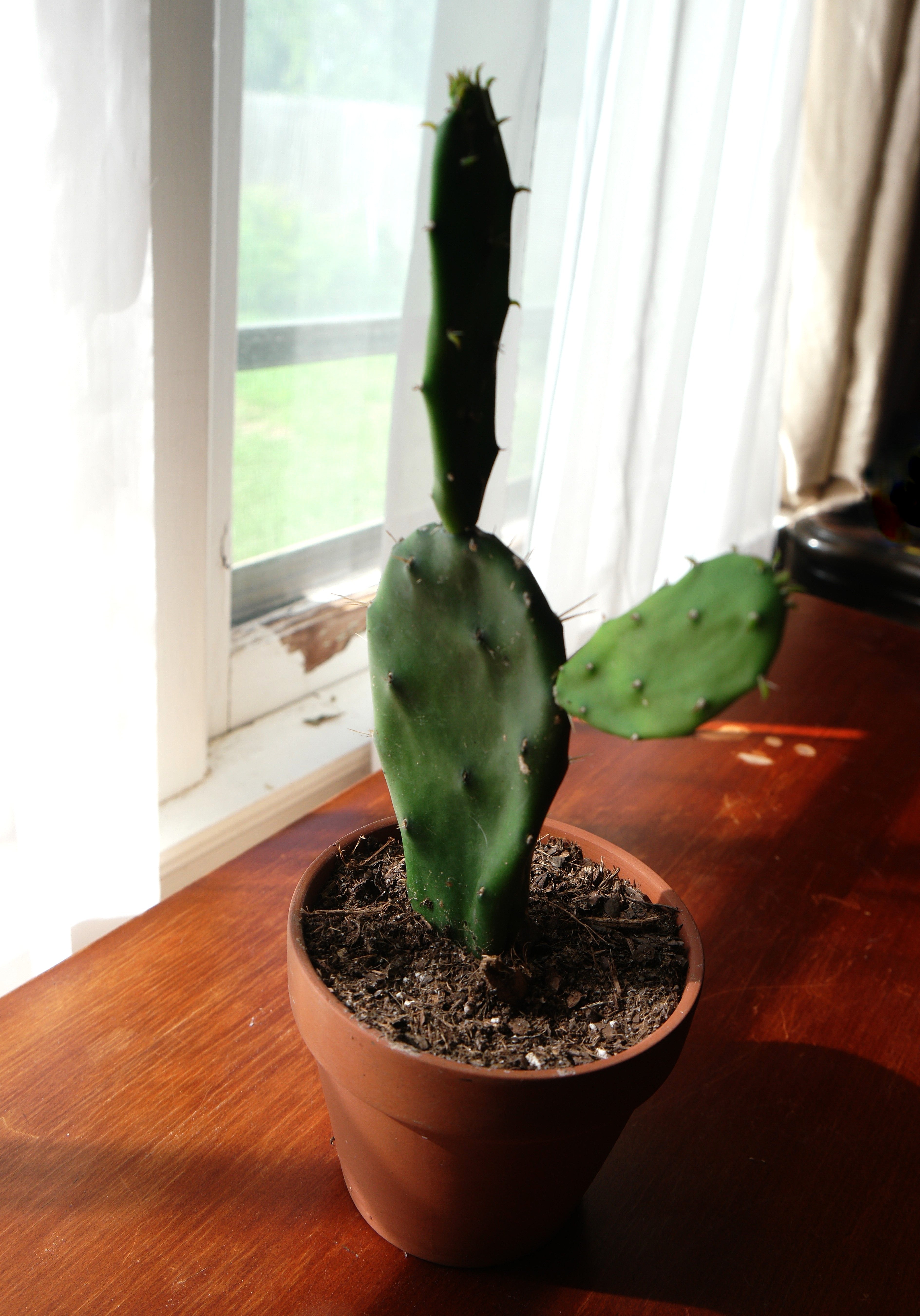4" Prickly Pear Cactus