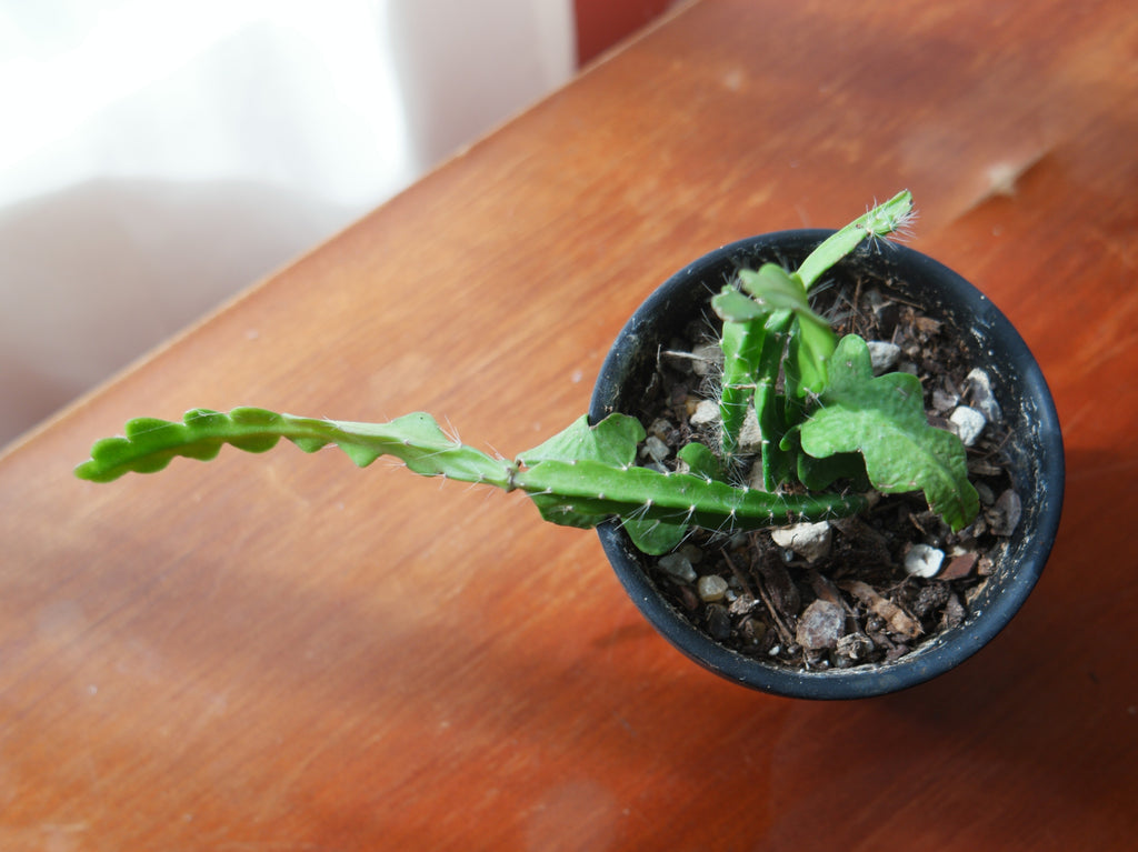 3" Ric Rac Cactus