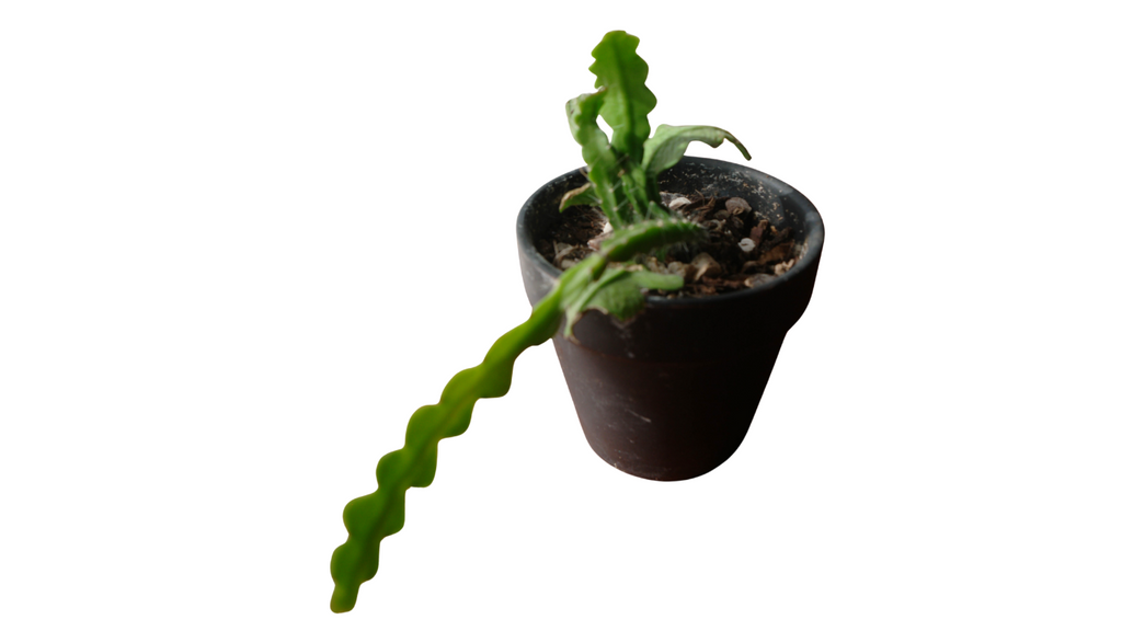 3" Ric Rac Cactus
