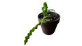 3" Ric Rac Cactus