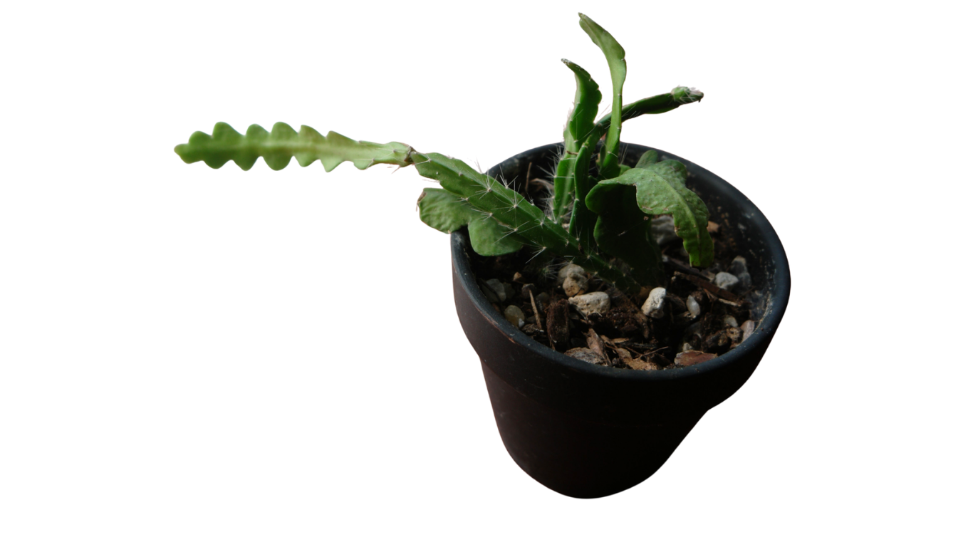 3" Ric Rac Cactus