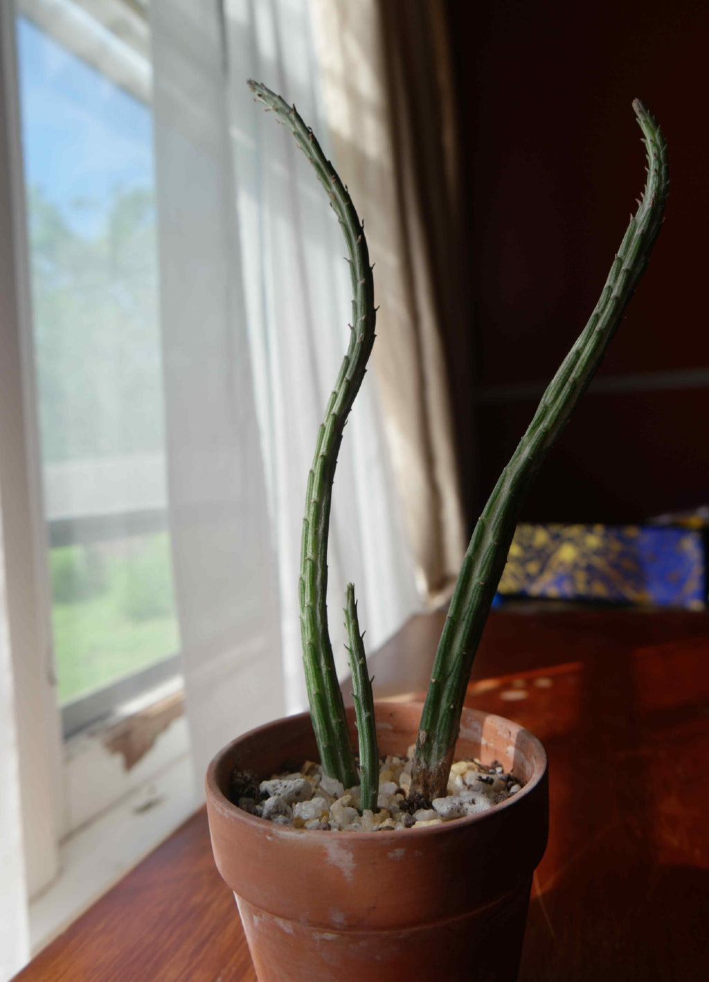 Pickle Plant Succulent