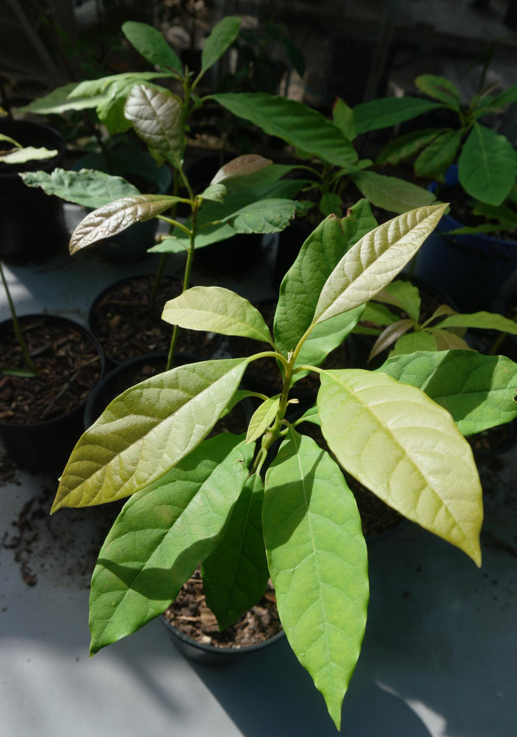 Avocado Tree