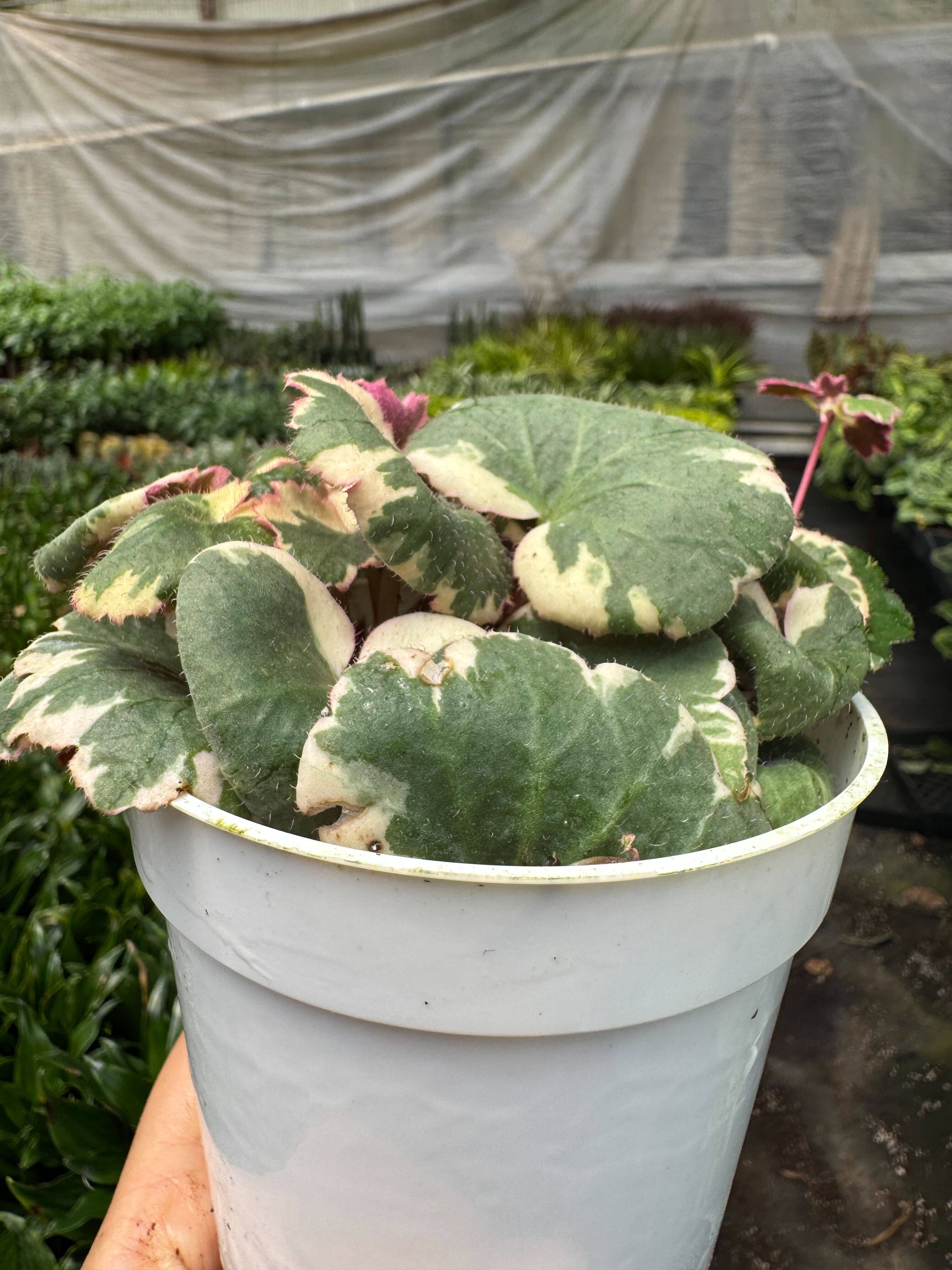 Saxifraga Tricolor in 4" Pot