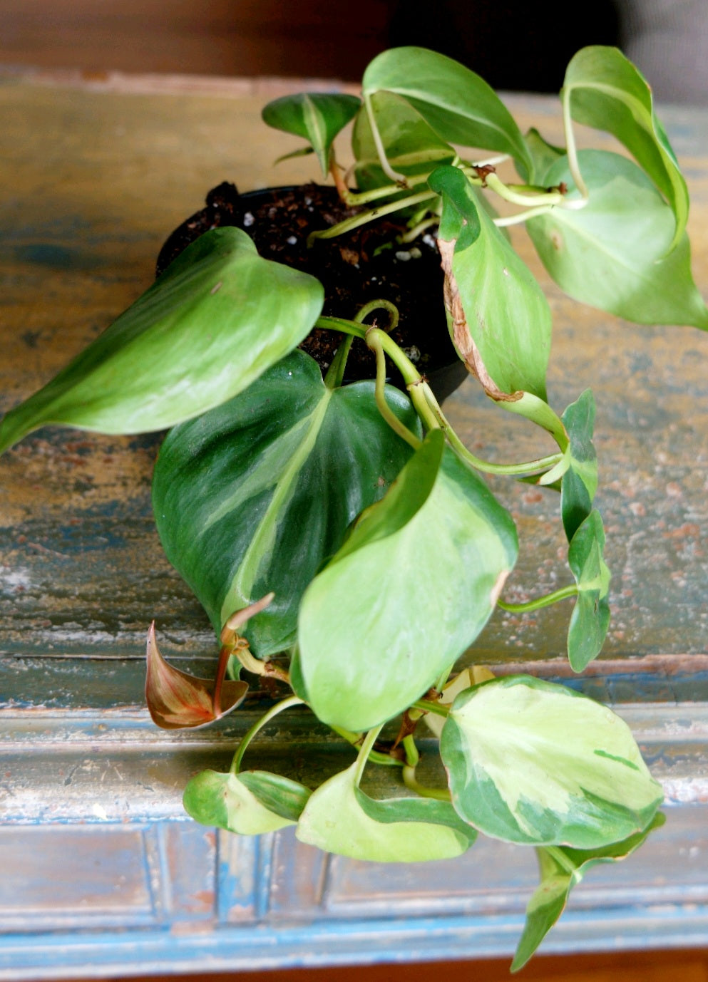 Brasil Philodendron