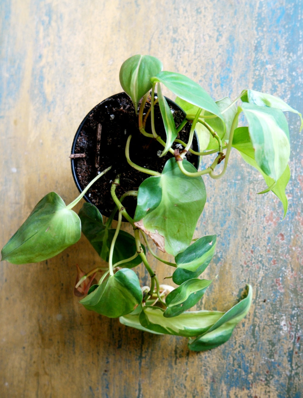 Brasil Philodendron