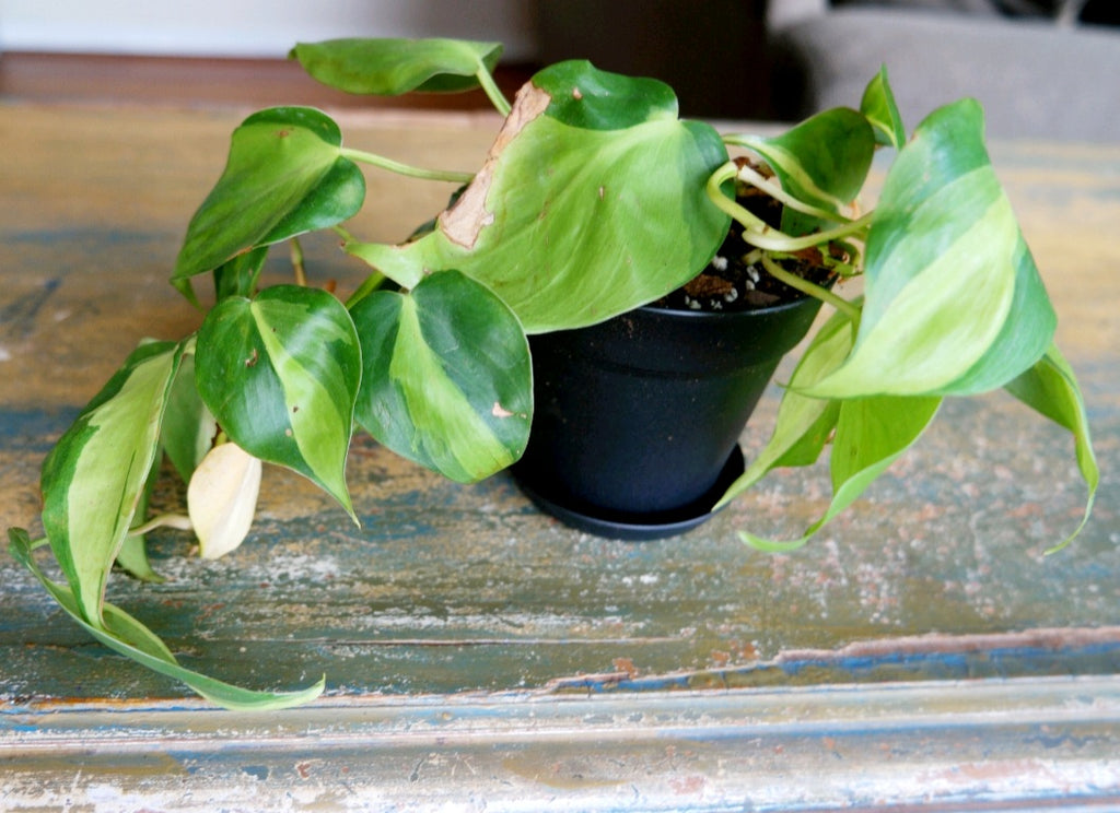 Brasil Philodendron