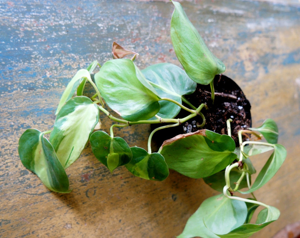 Brasil Philodendron