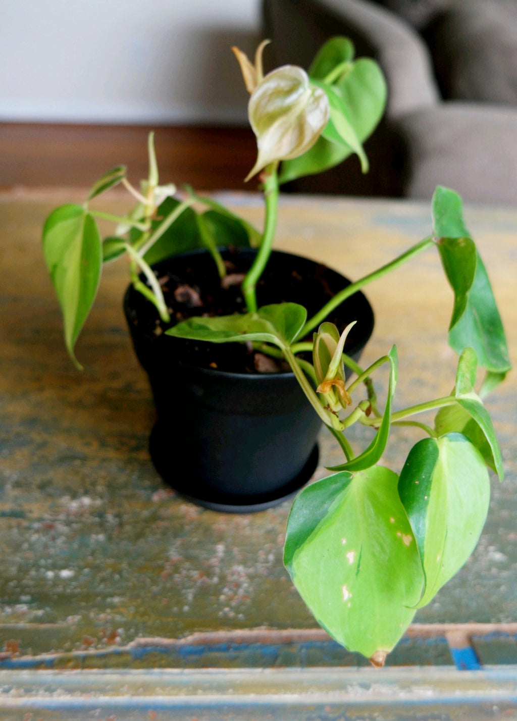Brasil Philodendron