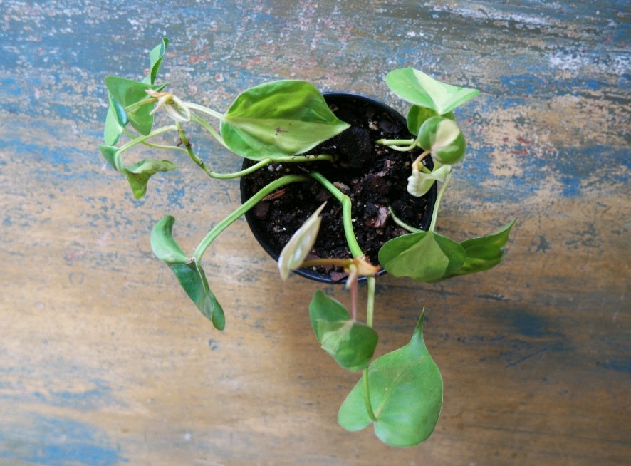 Brasil Philodendron